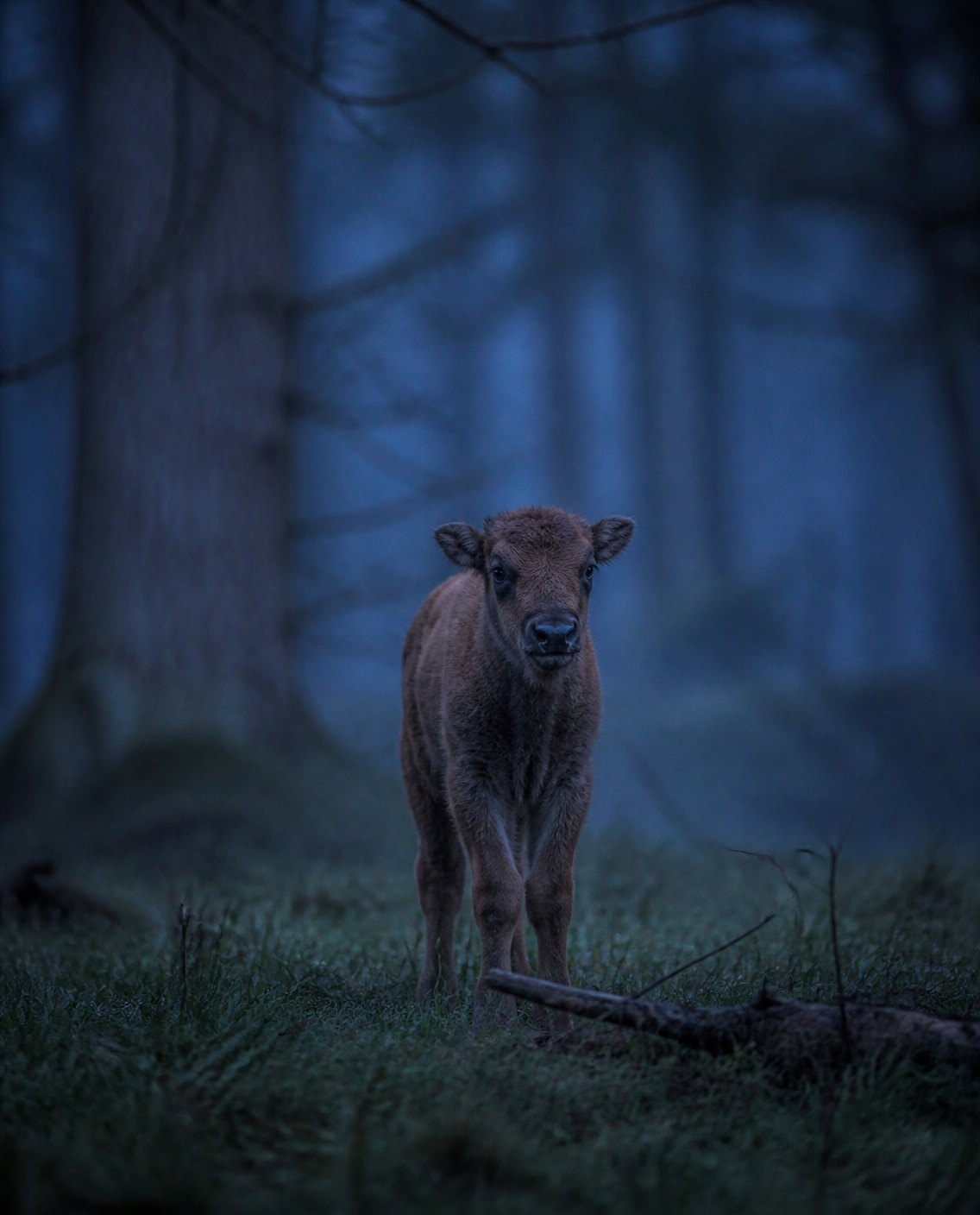 Białowieża, Polska · Miejsce, z którego pochodzi mały żubr.